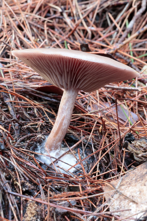 Solito giretto al Conero